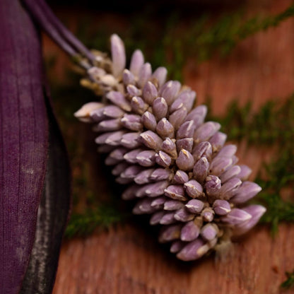 Natural Incense - Patchouli | Purify & Prosper